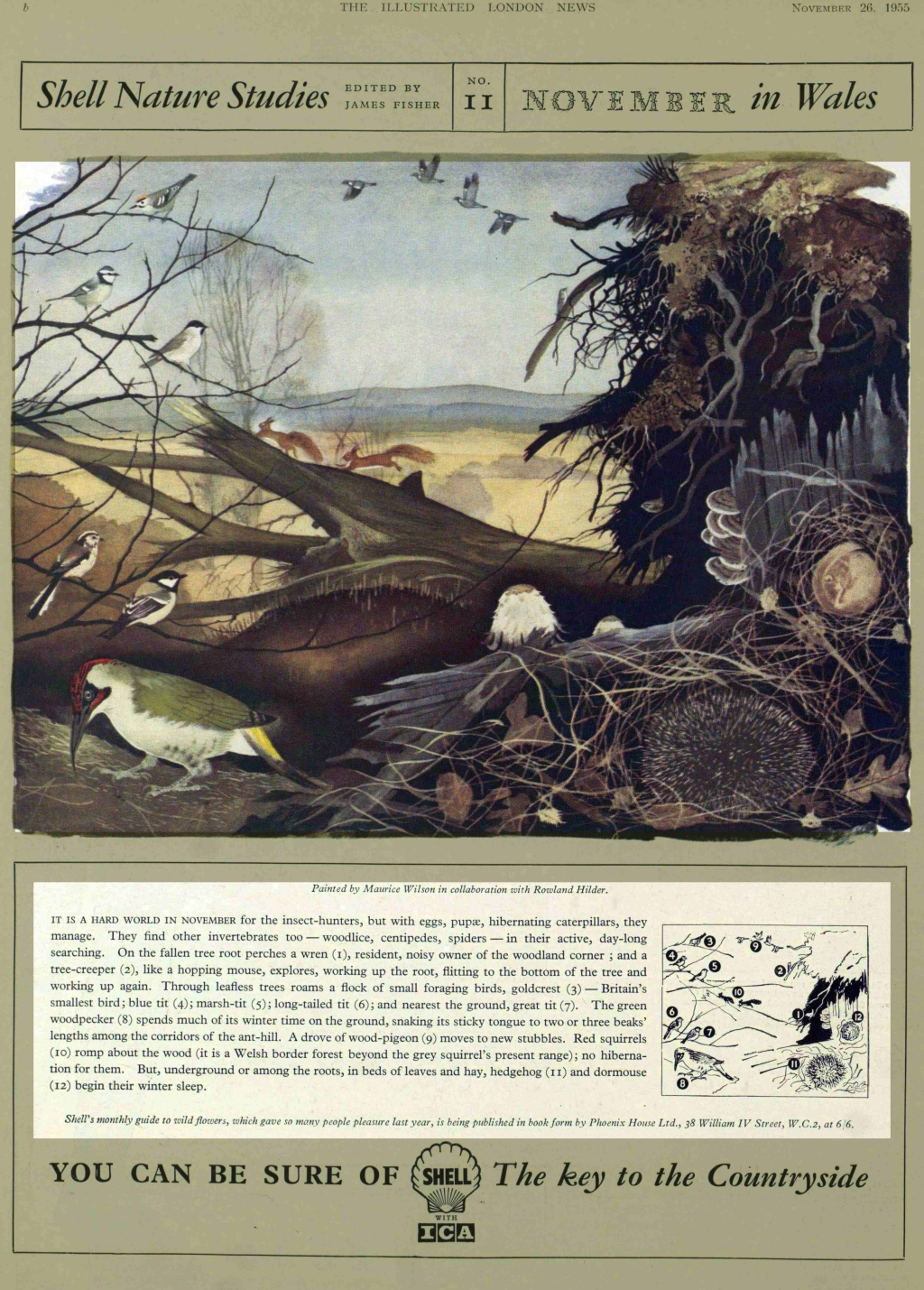 Shell November in Wales